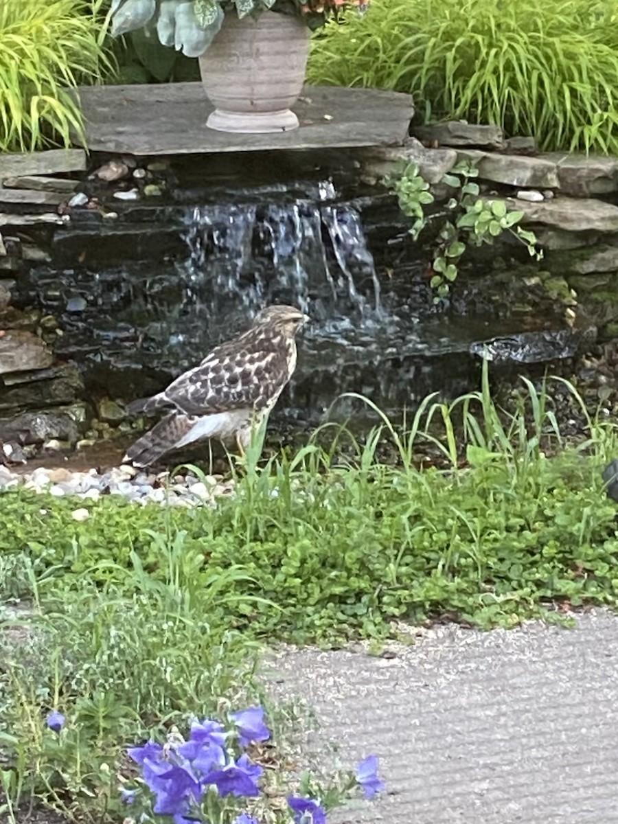 Red-shouldered Hawk - ML638411621