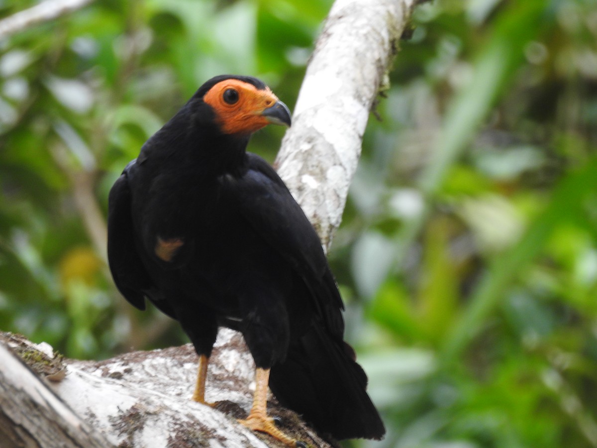 Black Caracara - ML638411629