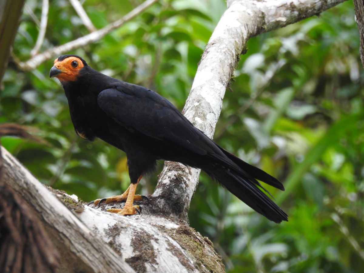 Black Caracara - ML638411639