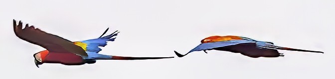 Scarlet Macaw - ML638411649