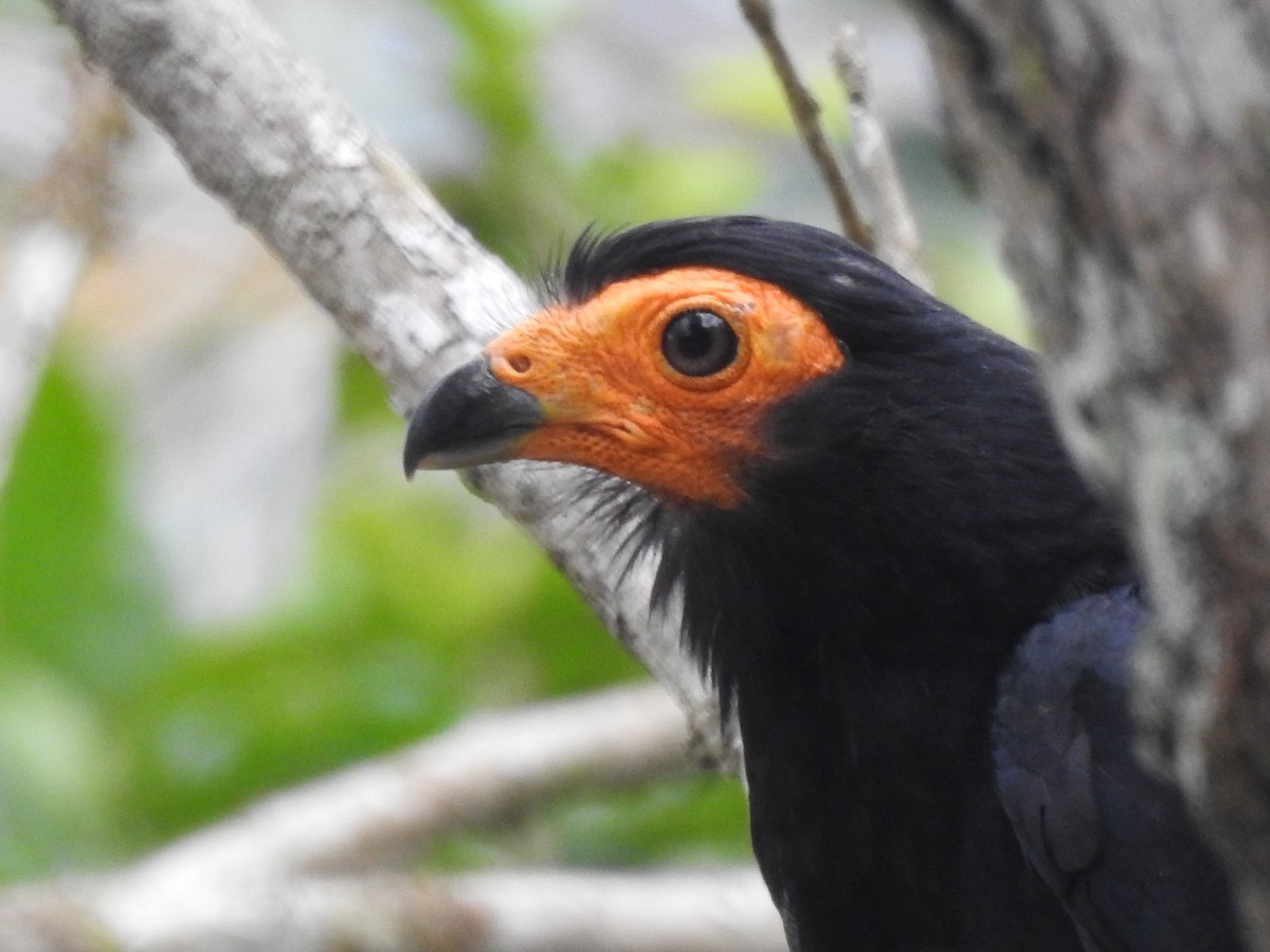 Black Caracara - ML638411660