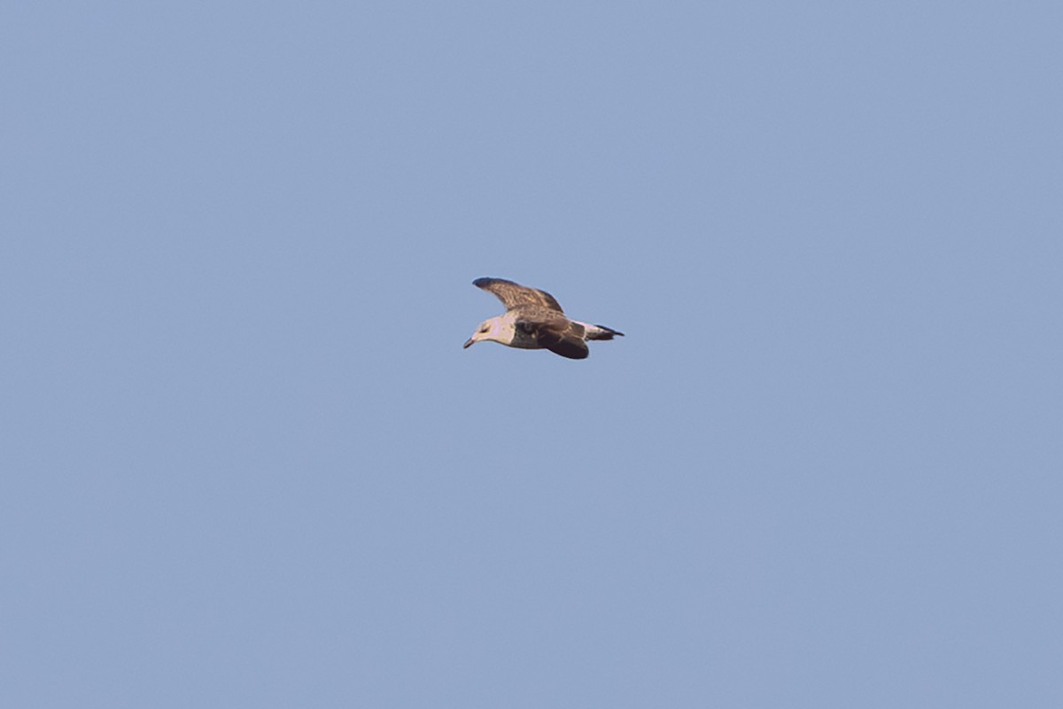 Lesser Black-backed Gull - ML638411666