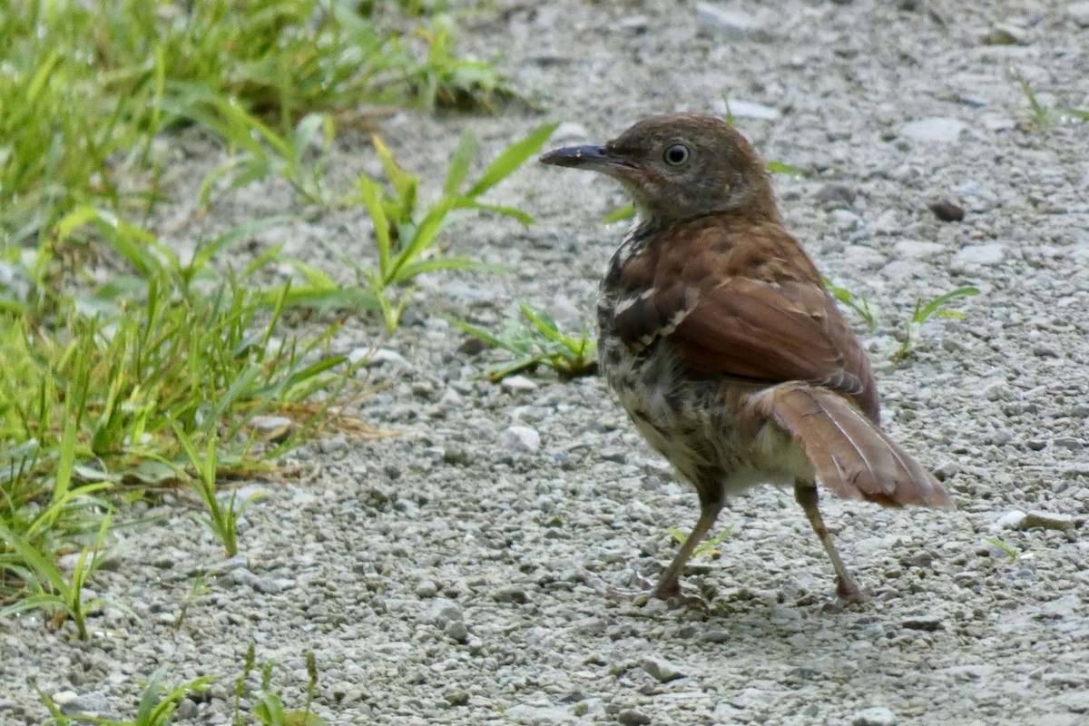 Brown Thrasher - ML638411667