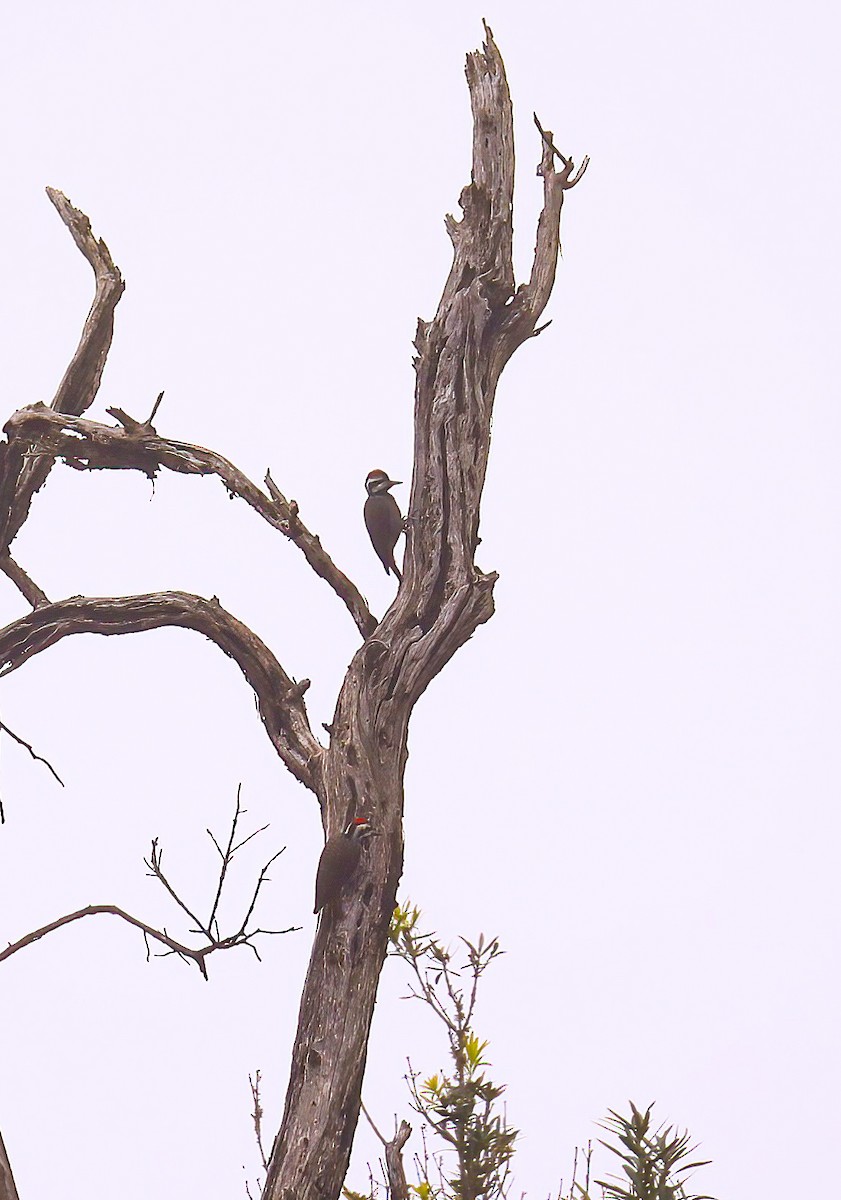 Bearded Woodpecker - ML638411707