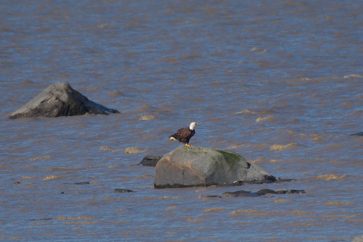 Bald Eagle - ML638411720