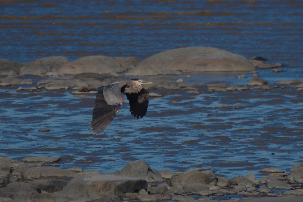 Great Blue Heron - ML638411731