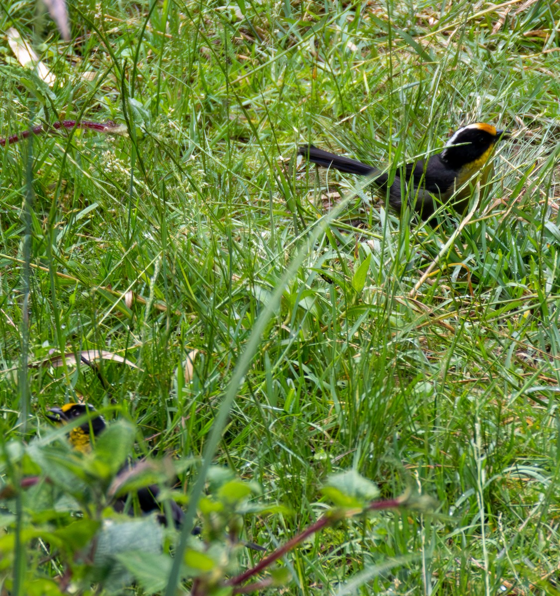 Pale-naped Brushfinch - ML638411742