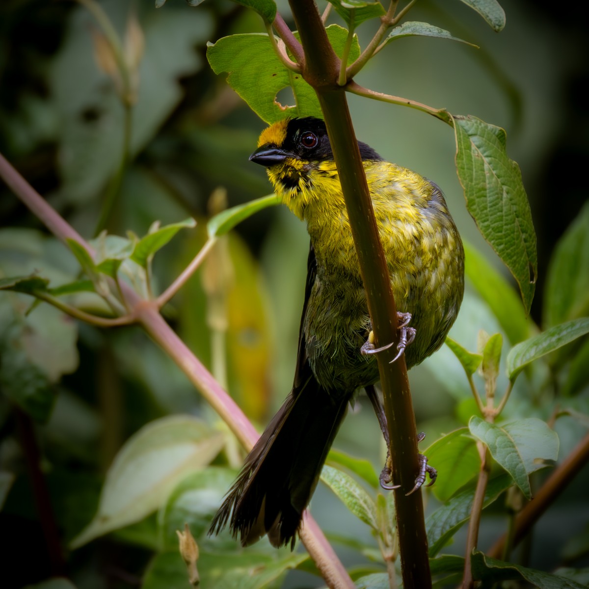 Pale-naped Brushfinch - ML638411753
