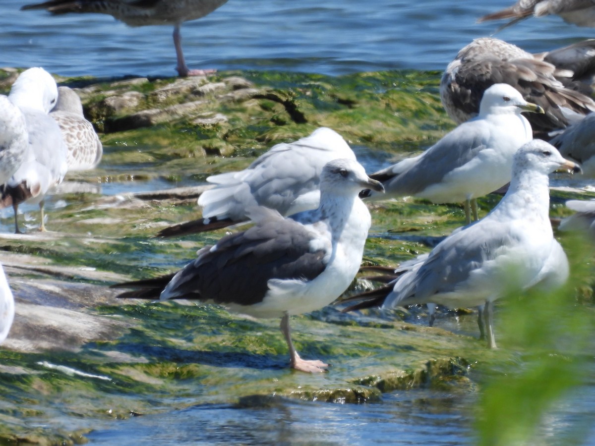 Lesser Black-backed Gull - ML638411773