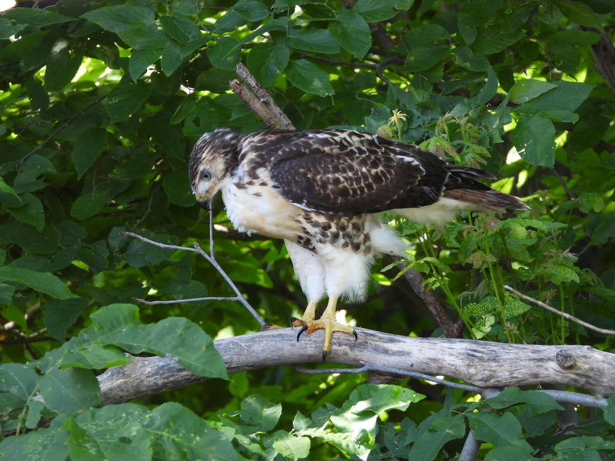 Red-tailed Hawk - ML638411775