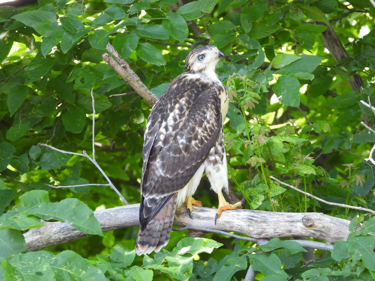 Red-tailed Hawk - ML638411776