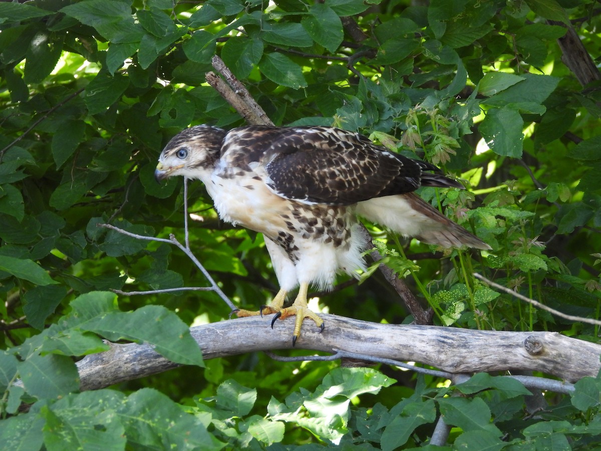 Red-tailed Hawk - ML638411777