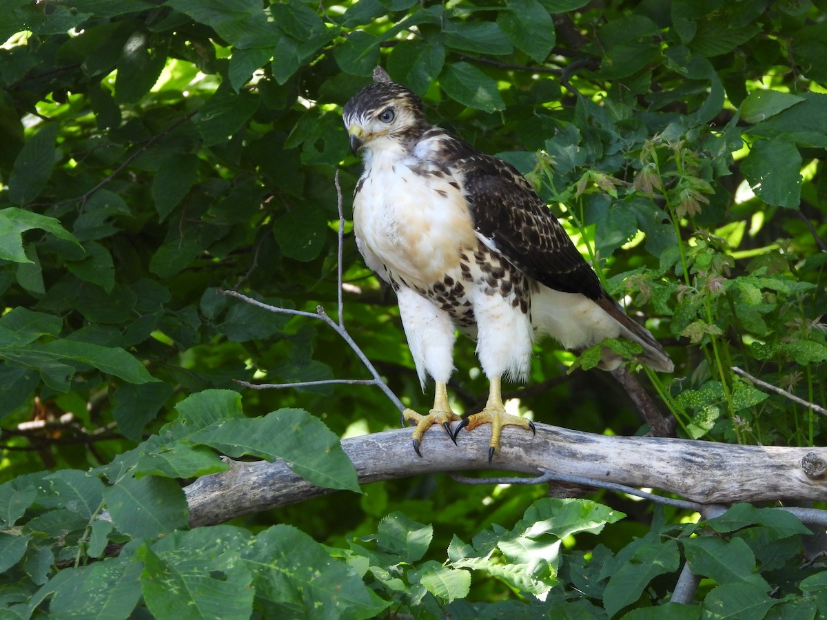 Red-tailed Hawk - ML638411778