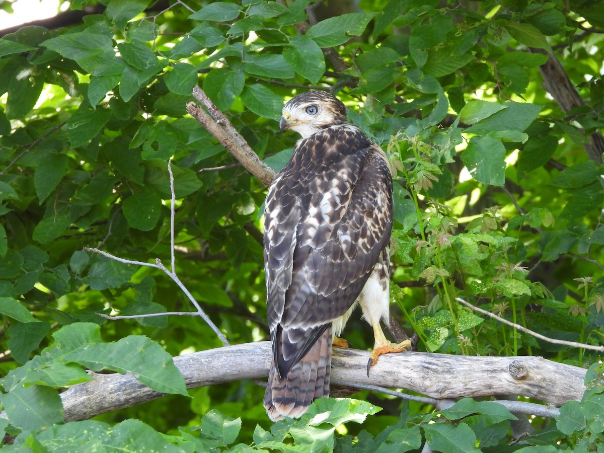 Red-tailed Hawk - ML638411779