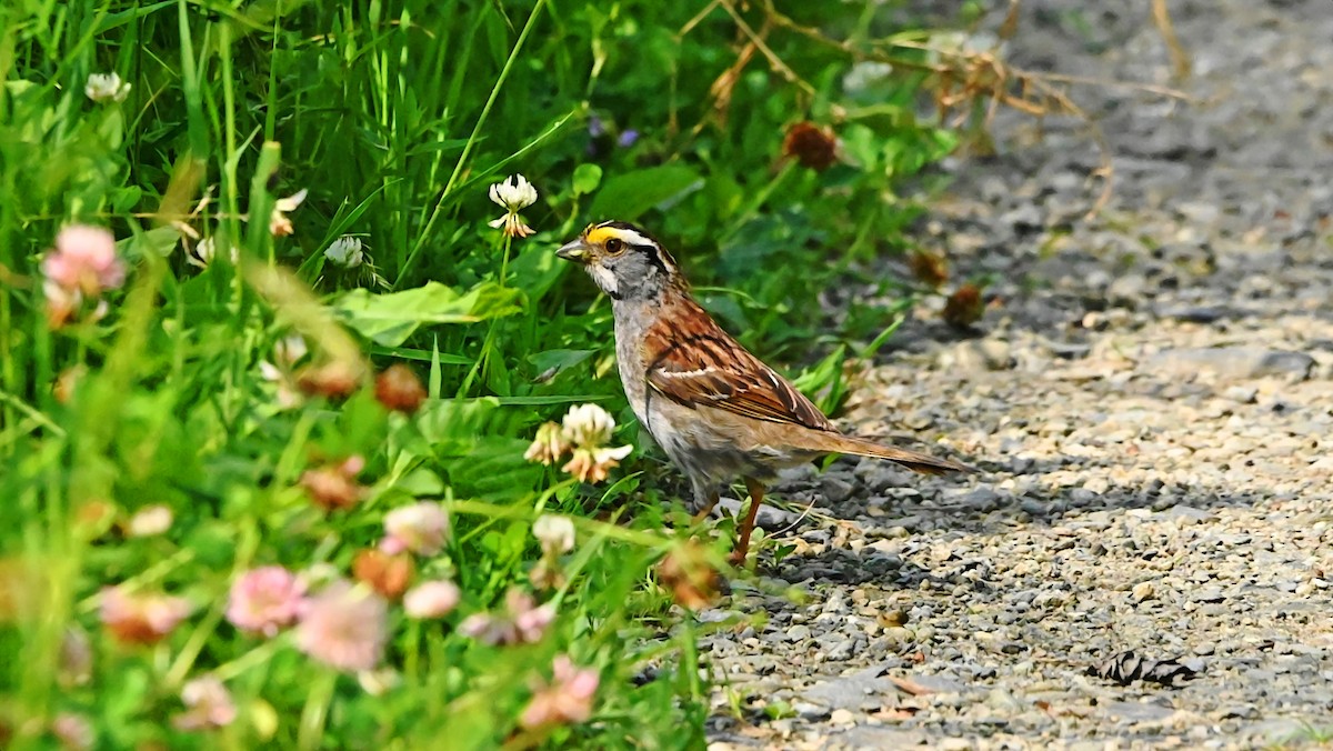 White-throated Sparrow - ML638411782