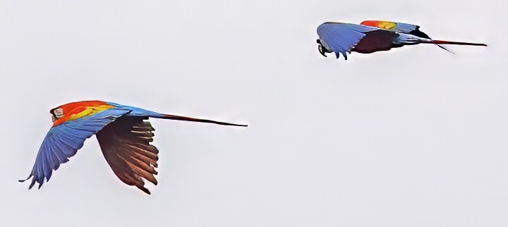 Scarlet Macaw - ML638411783