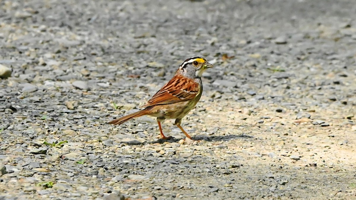 White-throated Sparrow - ML638411790