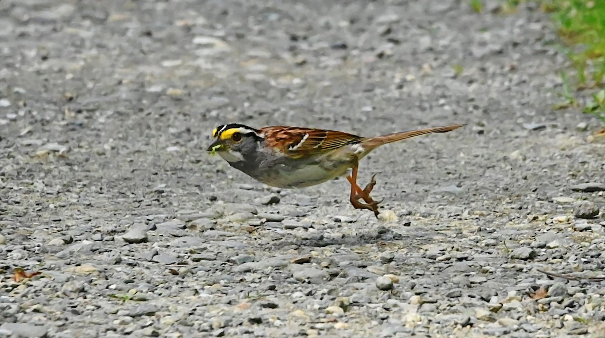 White-throated Sparrow - ML638411795
