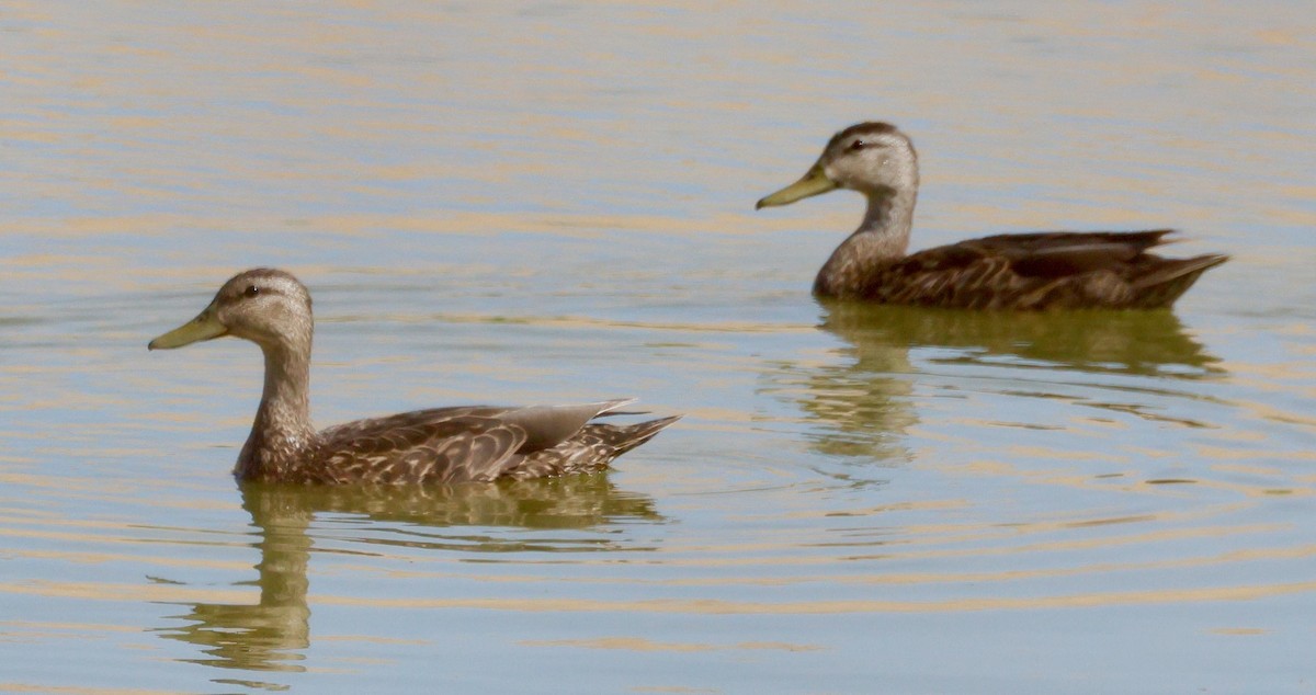 Mexican Duck - ML638411813