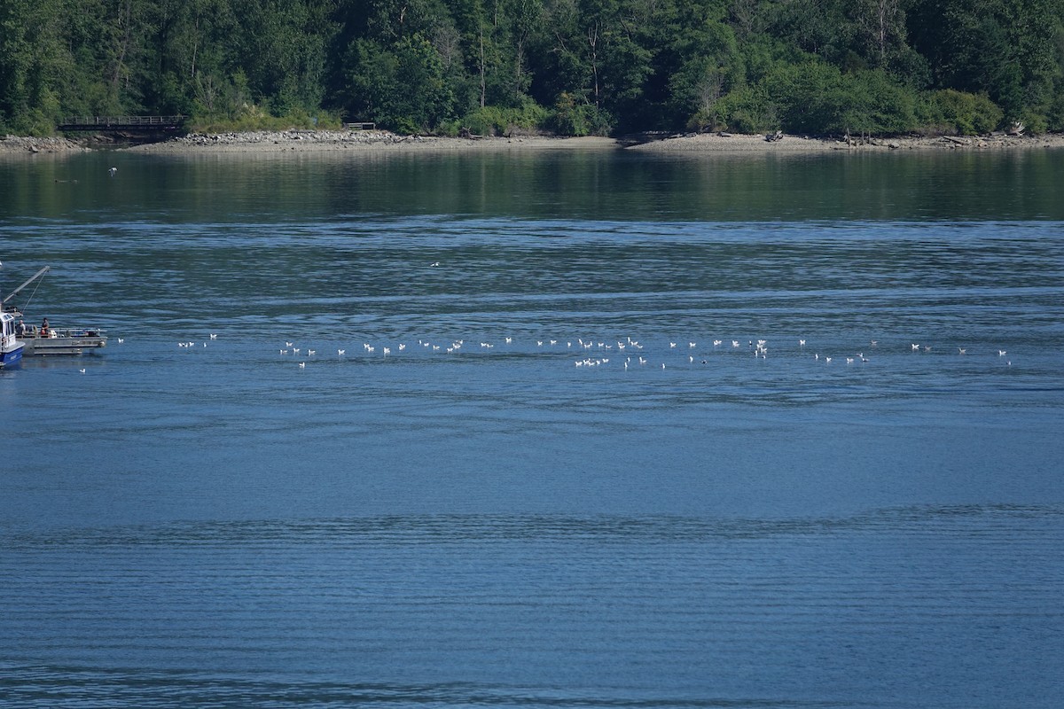 Larus sp. - ML638411818