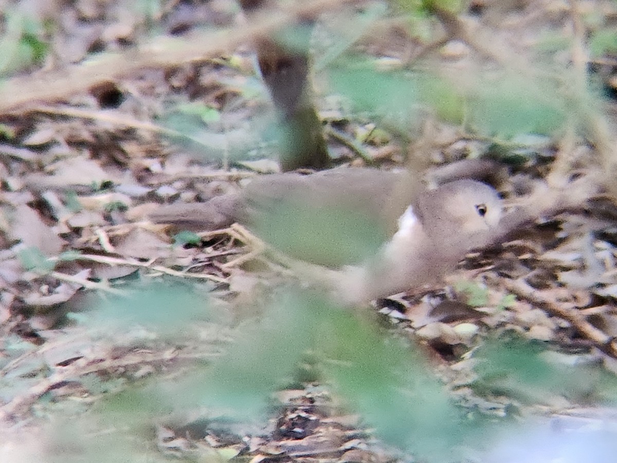 Grenada Dove - ML638411832
