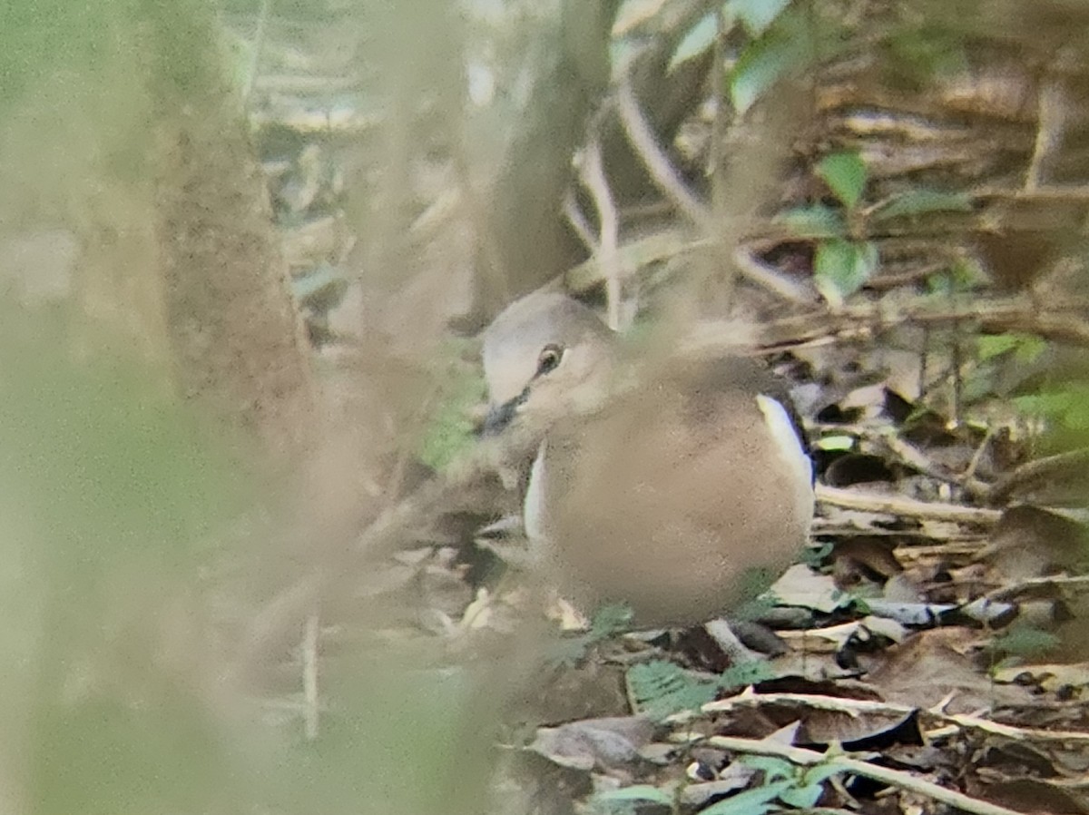 Grenada Dove - ML638411833
