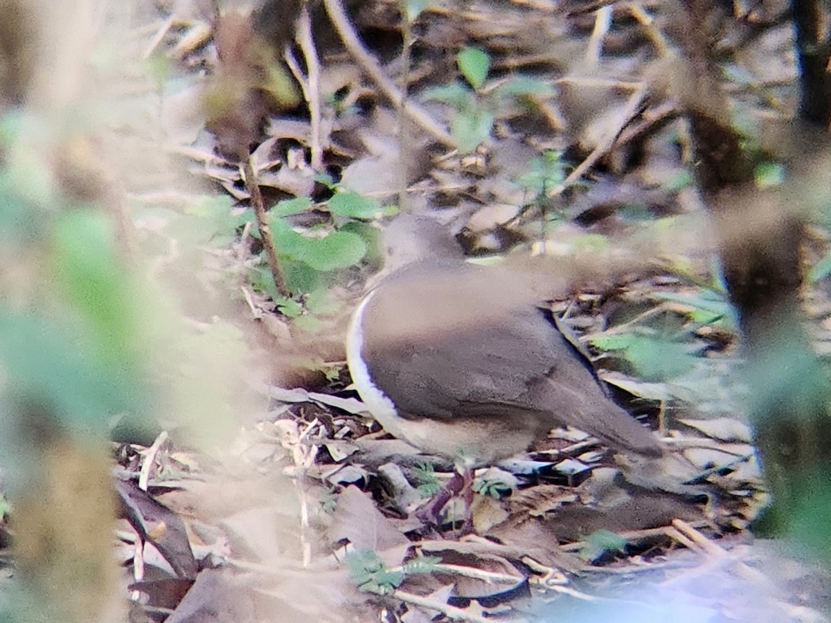 Grenada Dove - ML638411834