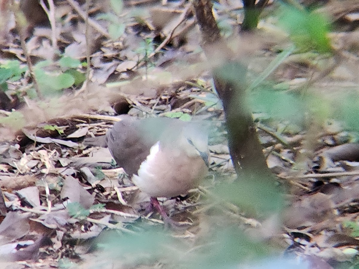 Grenada Dove - ML638411836
