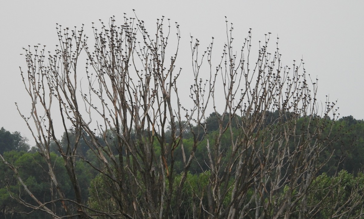 European Starling - ML638411850