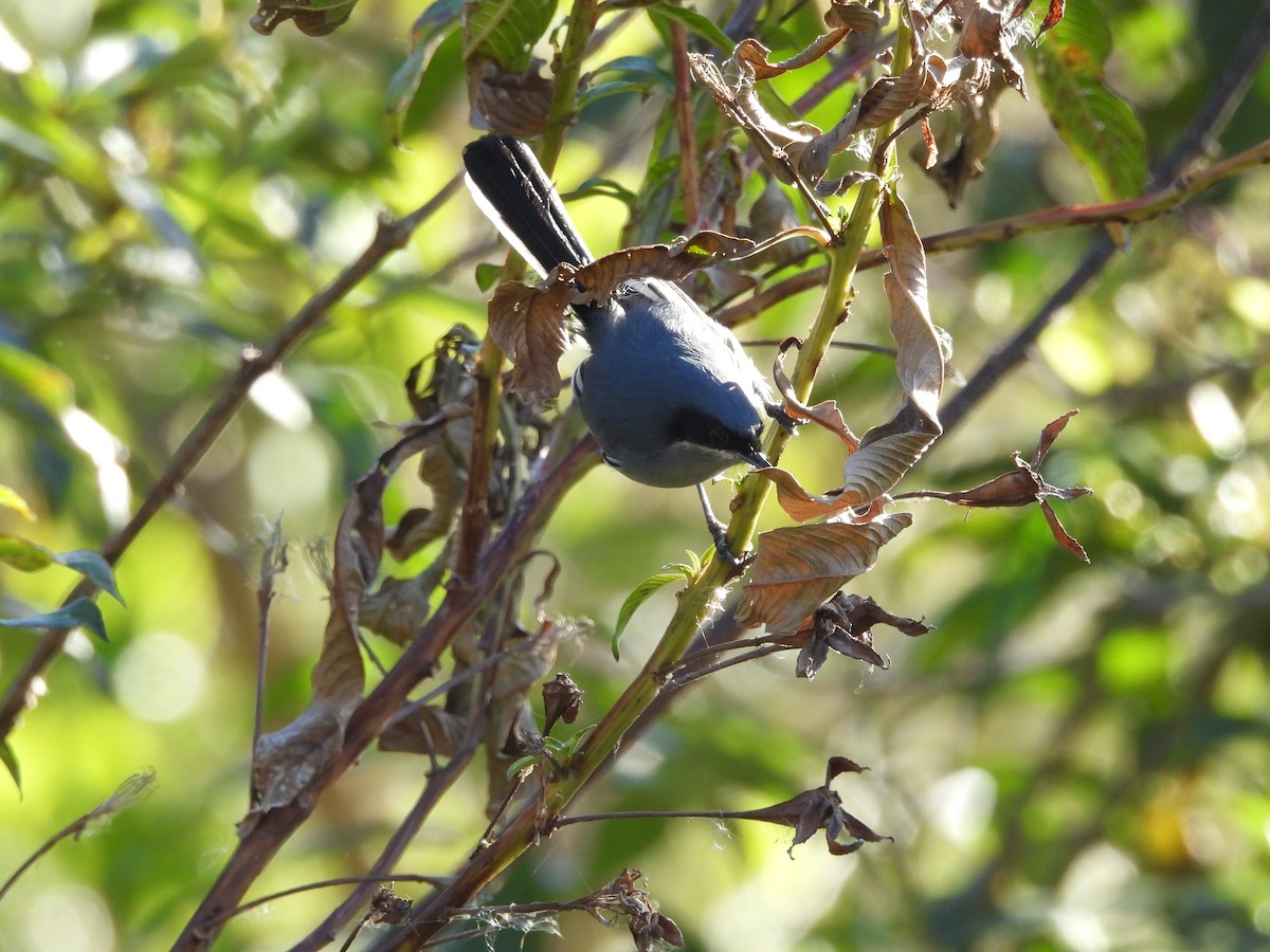 Masked Gnatcatcher - ML638411859
