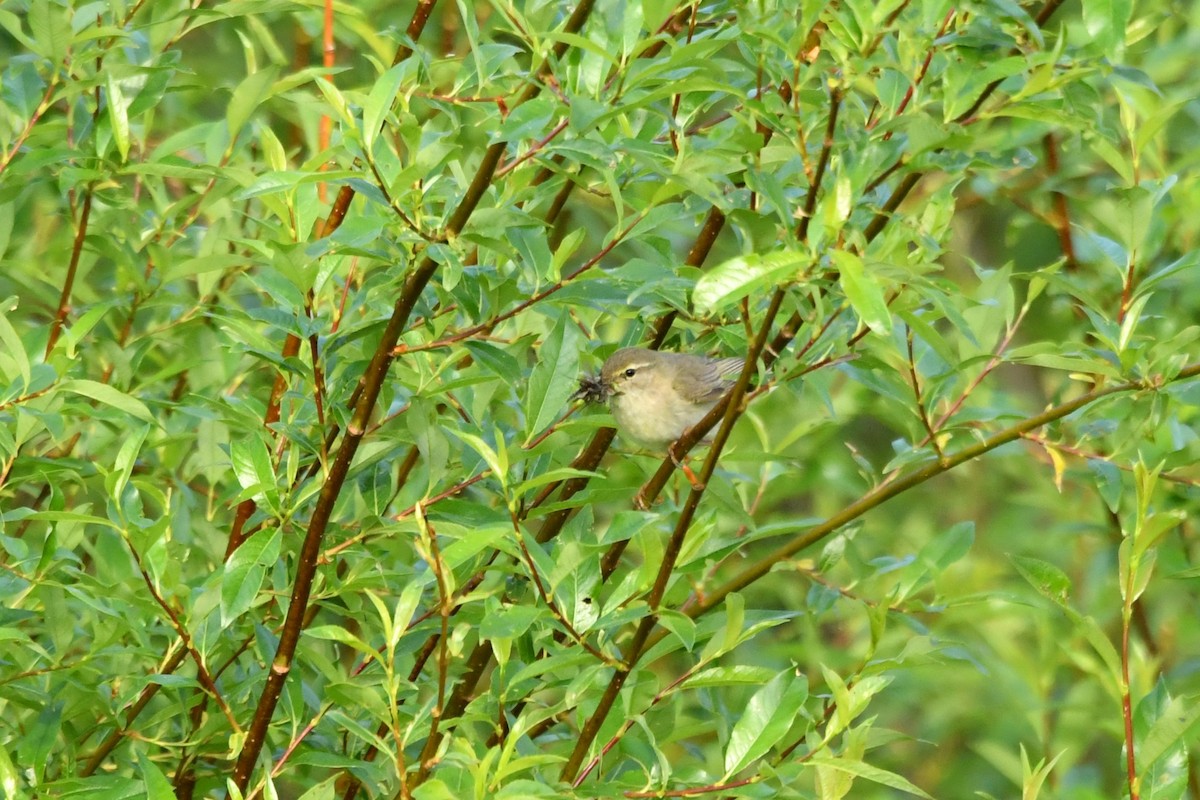 Willow Warbler - ML638411875