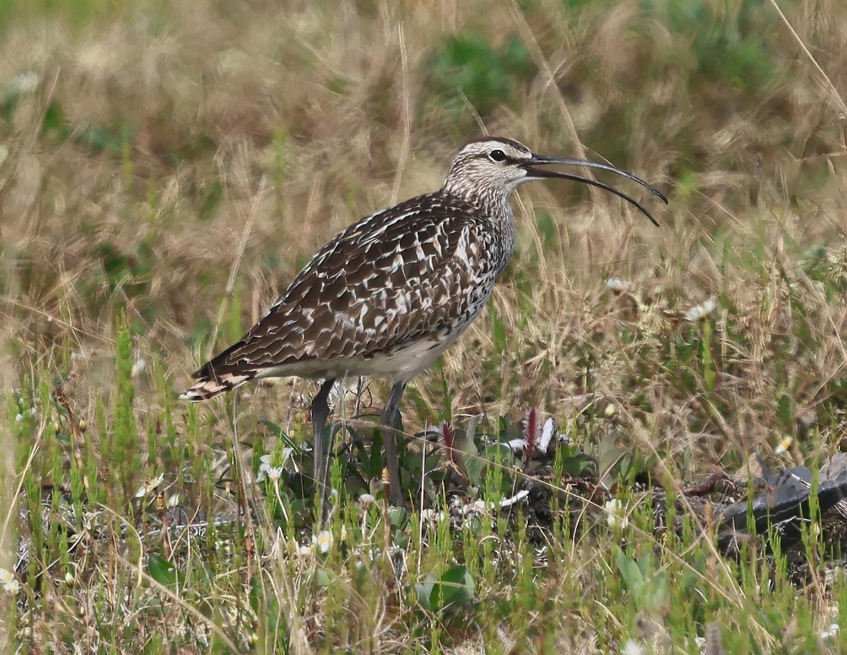 Bristle-thighed Curlew - ML638411877