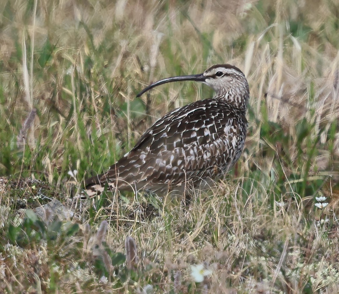 Bristle-thighed Curlew - ML638411878