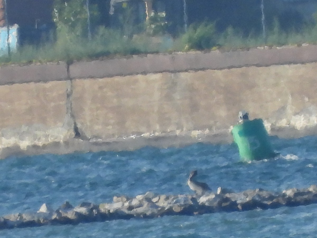 Brown Pelican - ML638411881