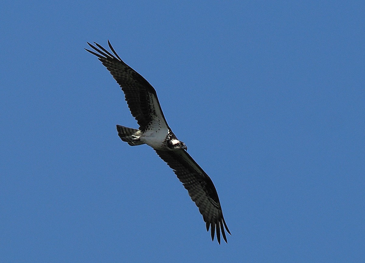 Osprey - ML638411886