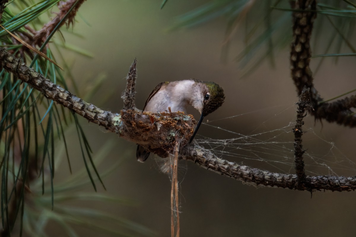 Ruby-throated Hummingbird - ML638411927