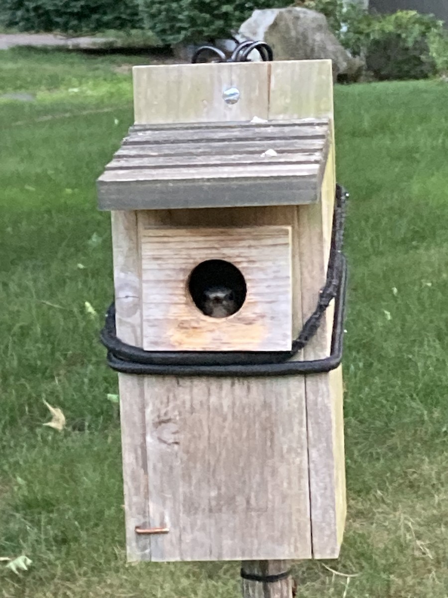 Eastern Bluebird - ML638411972