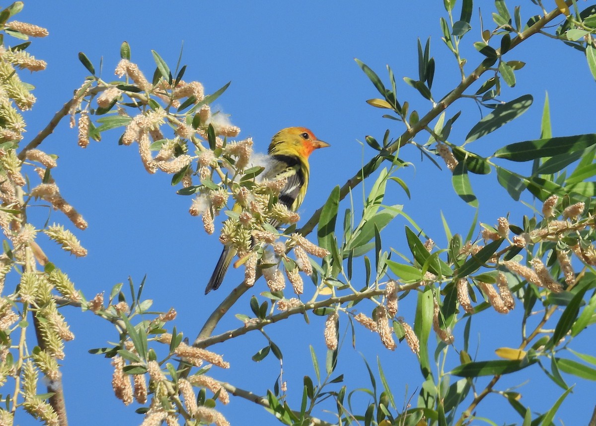 Western Tanager - ML638411990