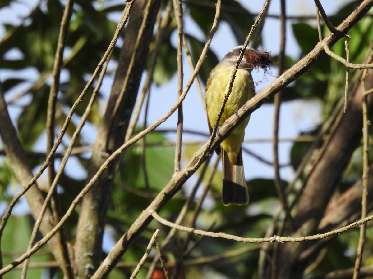 Golden-bellied Flycatcher - ML638412000