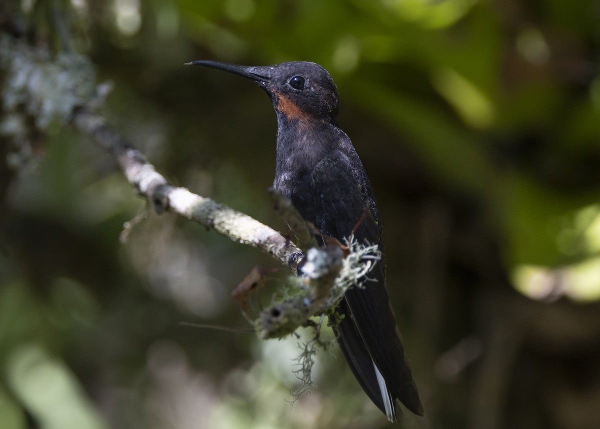 Black Jacobin - ML638412017