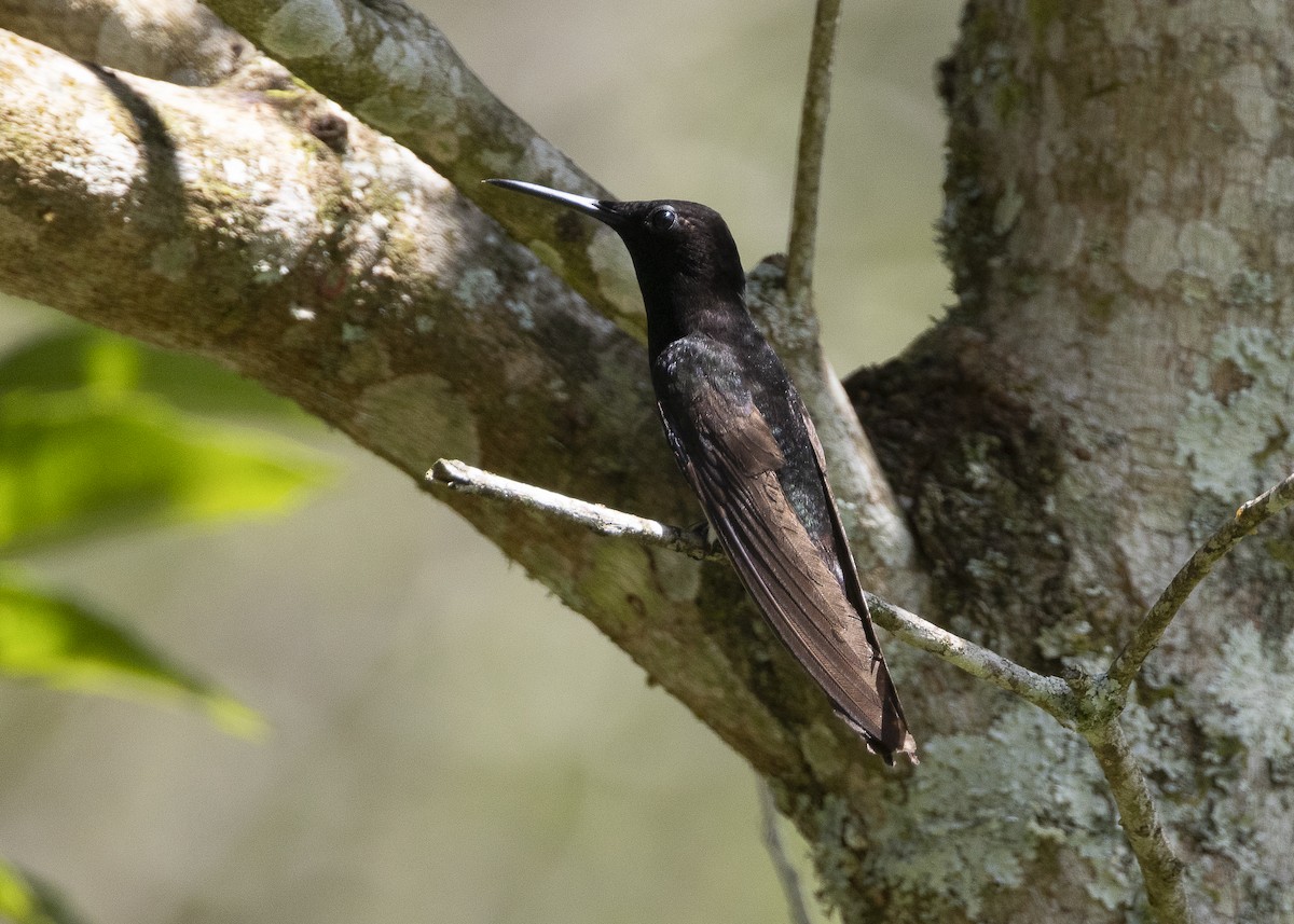 Black Jacobin - ML638412018