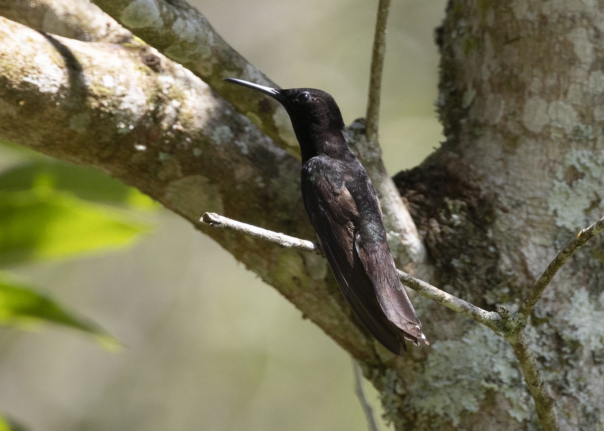 Black Jacobin - ML638412019