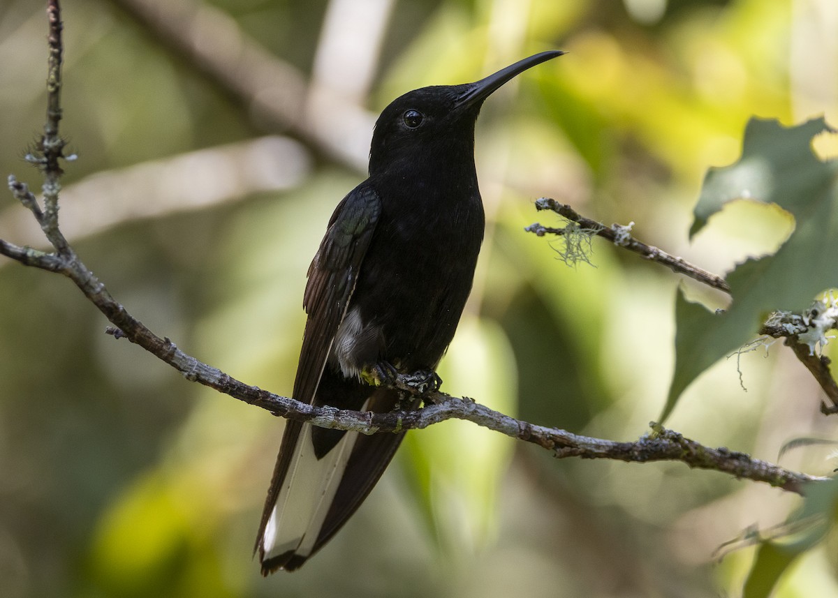 Black Jacobin - ML638412020