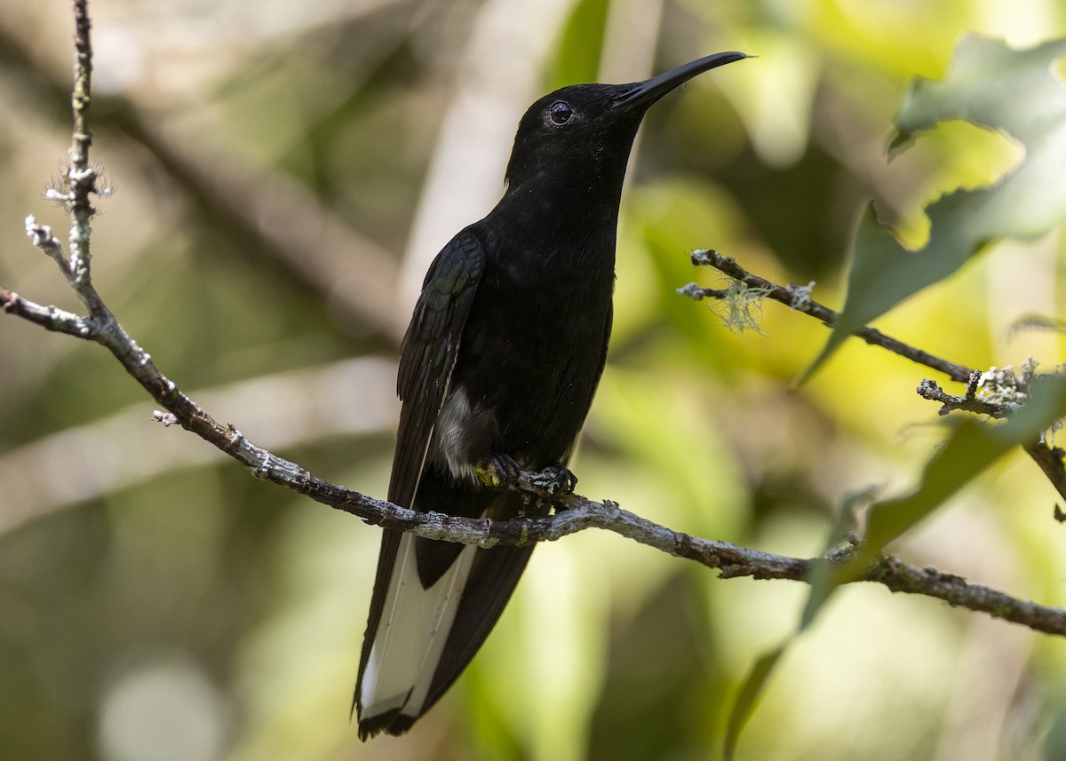 Black Jacobin - ML638412021