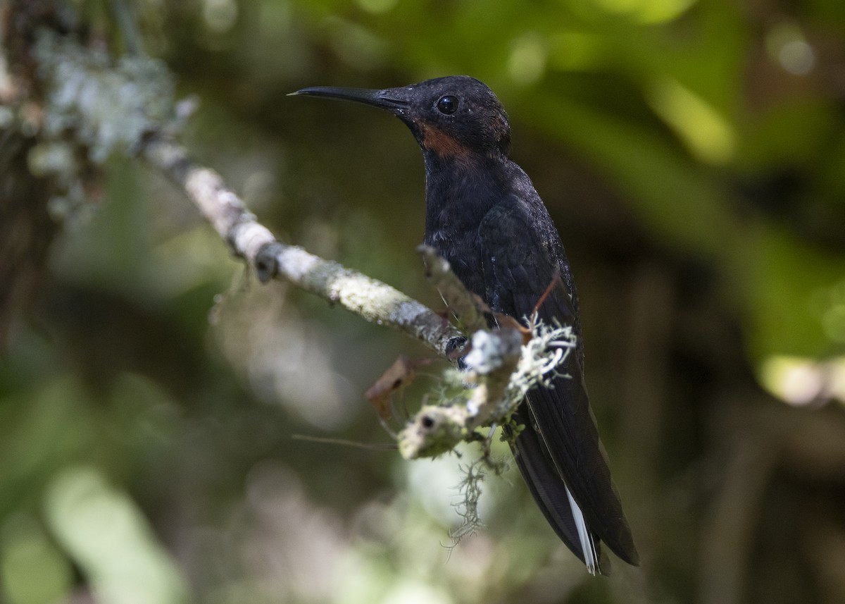 Black Jacobin - ML638412022