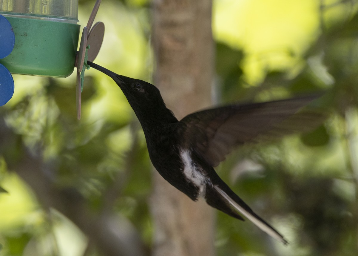 Black Jacobin - ML638412023