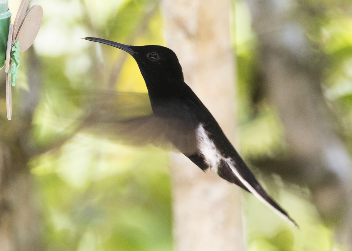 Black Jacobin - ML638412024