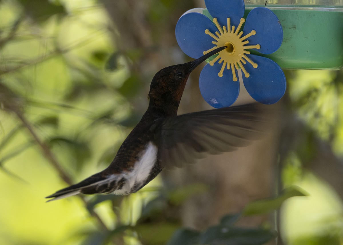 Black Jacobin - ML638412025