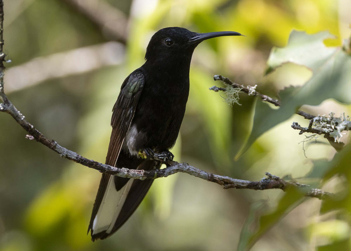 Black Jacobin - ML638412026