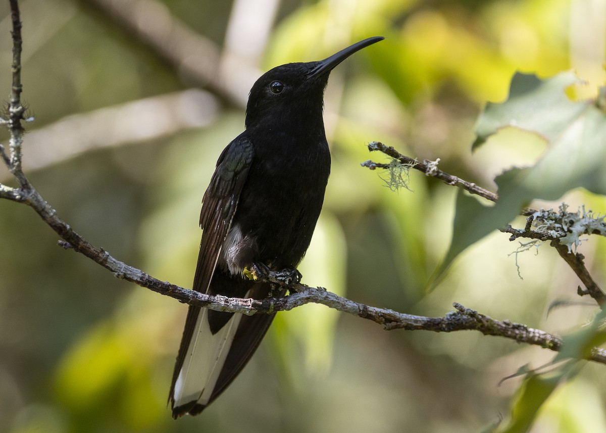 Black Jacobin - ML638412027